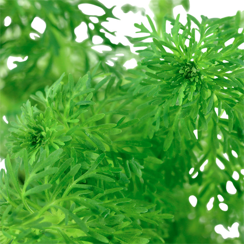 Limnophila sessiliflora Nr.4 minipotte 1 stk - Maxi Zoo Danmark