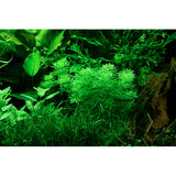 Limnophila sessiliflora Nr.4 minipotte 1 stk - Maxi Zoo Danmark