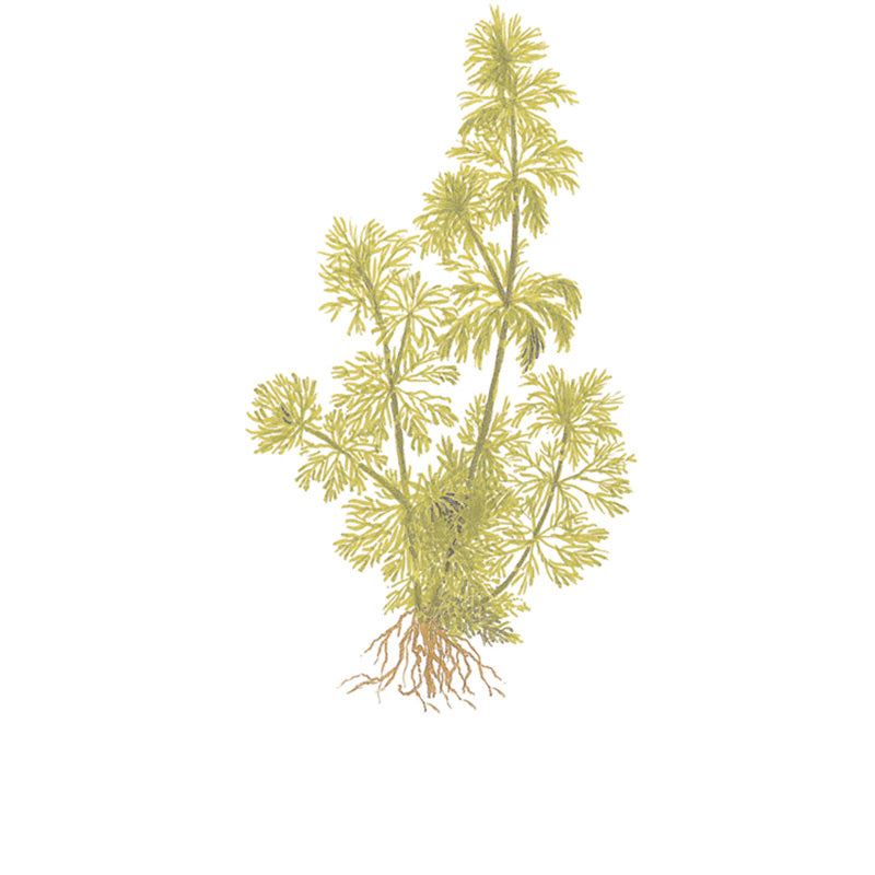 Limnophila sessiliflora Nr.4 minipotte 1 stk - Maxi Zoo Danmark