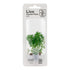 Limnophila sessiliflora Nr.4 minipotte 1 stk - Maxi Zoo Danmark