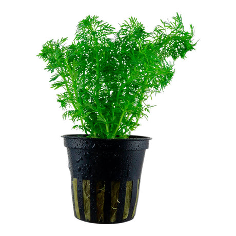 Limnophila sessiliflora Nr.6 ca. 15-40 cm - Maxi Zoo Danmark