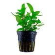 Staurogyne repens Nr.8 ca. 3-10 cm - Maxi Zoo Danmark