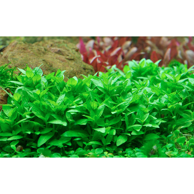 Staurogyne repens Nr.8 ca. 3-10 cm potte - Maxi Zoo Danmark