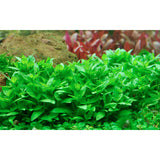 Staurogyne repens Nr.8 ca. 3-10 cm potte - Maxi Zoo Danmark