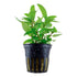 Staurogyne repens Nr.8 ca. 3-10 cm potte - Maxi Zoo Danmark