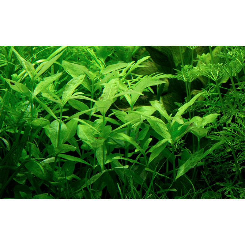 Hygrophila polysperma Nr.6 ca. 25-40 cm - Maxi Zoo Danmark
