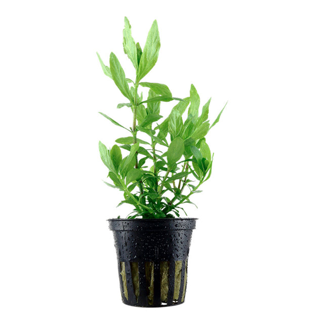 Hygrophila polysperma Nr.6 ca. 25-40 cm - Maxi Zoo Danmark