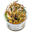 Hygrophila pinnatifida Nr.8 1-2-Grow! ca. 15-30 cm - Maxi Zoo Danmark