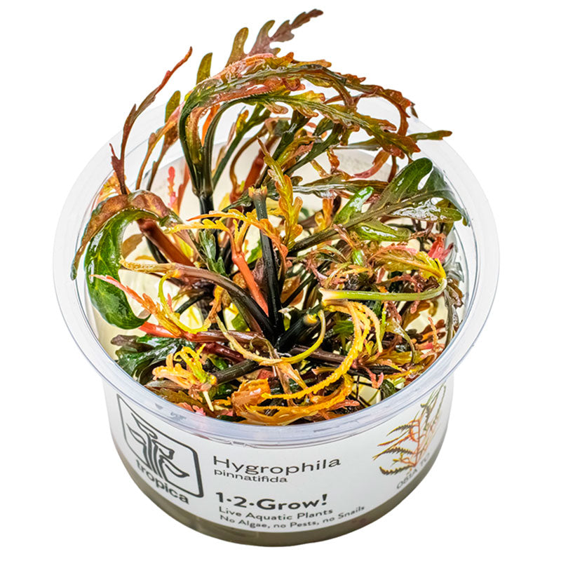 Hygrophila pinnatifida Nr.8 1-2-Grow! ca. 15-30 cm - Maxi Zoo Danmark
