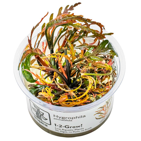 Hygrophila pinnatifida Nr.8 1-2-Grow! ca. 15-30 cm - Maxi Zoo Danmark