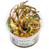 Hygrophila pinnatifida Nr.8 1-2-Grow! ca. 15-30 cm - Maxi Zoo Danmark