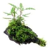 Hygrophila pinnatifida and moss Nr.10 på rod - Maxi Zoo Danmark