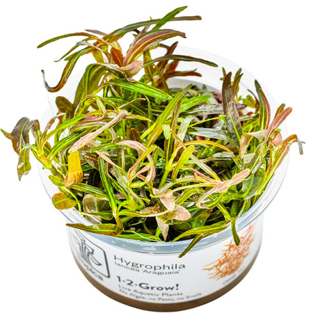 Hygrophila lancea 'Araguaia' Nr.8 1-2-Grow! - Maxi Zoo Danmark