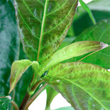 Hygrophila corymbosa 'Siamensis' Nr.10 ca. 15-40 cm XL potte - Maxi Zoo Danmark