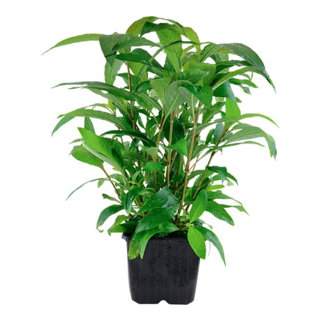 Hygrophila corymbosa 'Siamensis' Nr.10 ca. 15-40 cm XL potte - Maxi Zoo Danmark