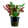 Lobelia cardinalis Nr.6 ca. 10-30 cm - Maxi Zoo Danmark