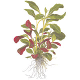 Lobelia cardinalis Nr.5 ca. 10-30 cm - Maxi Zoo Danmark