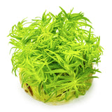 Pogostemon deccanensis Nr.8 1-2-Grow! - Maxi Zoo Danmark