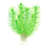 Pogostemon deccanensis Nr.8 1-2-Grow! - Maxi Zoo Danmark