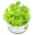 Pogostemon deccanensis Nr.8 1-2-Grow! - Maxi Zoo Danmark