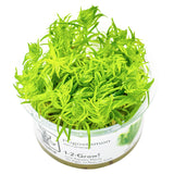 Pogostemon deccanensis Nr.8 1-2-Grow! - Maxi Zoo Danmark