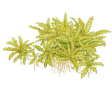 Progostemon Helferi Nr.8 ca. 3-10 cm - Maxi Zoo Danmark
