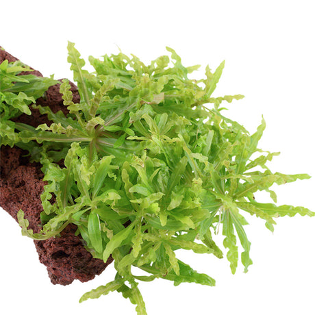 Pogostemon helferi Nr.10 ca. 10 cm på lavasten - Maxi Zoo Danmark