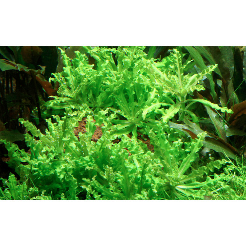 Pogostemon helferi Nr.10 ca. 10 cm på lavasten - Maxi Zoo Danmark