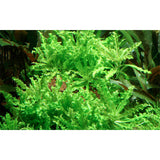 Pogostemon helferi Nr.10 ca. 10 cm på lavasten - Maxi Zoo Danmark