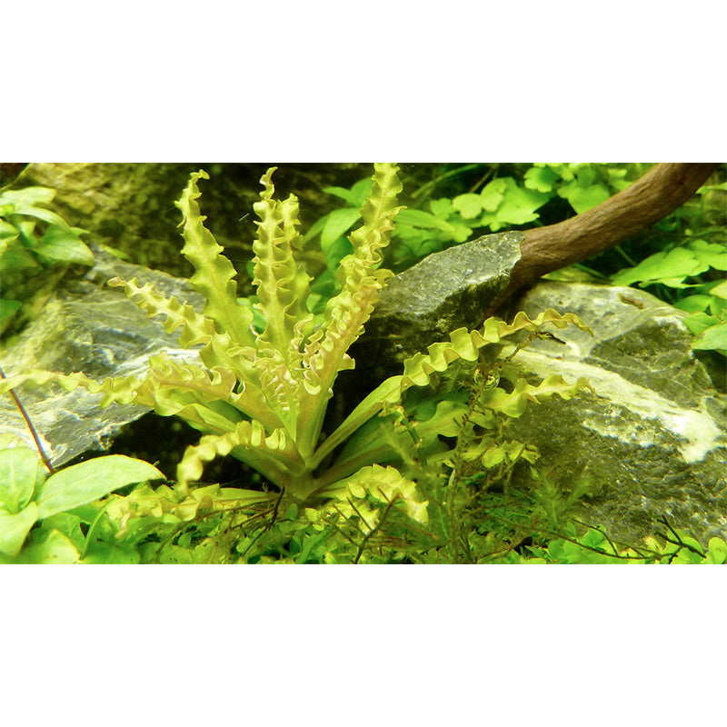 Pogostemon helferi Nr.10 ca. 10 cm på lavasten - Maxi Zoo Danmark