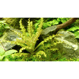 Pogostemon helferi Nr.10 ca. 10 cm på lavasten - Maxi Zoo Danmark