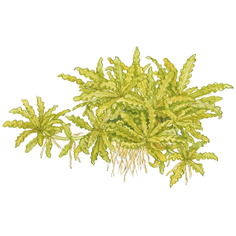 Pogostemon helferi Nr.10 ca. 10 cm på lavasten - Maxi Zoo Danmark