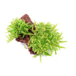 Pogostemon helferi Nr.10 ca. 10 cm på lavasten - Maxi Zoo Danmark