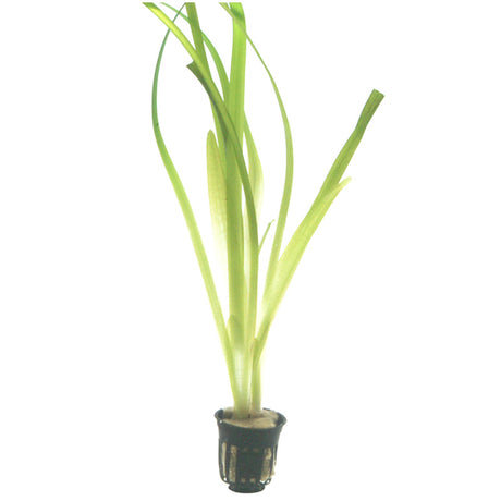 Vallisneria americana 'Gigantea' Nr.8 ca. 10-15 cm - Maxi Zoo Danmark