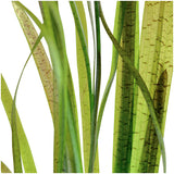 Vallisneria spiralis "Tiger" Nr.7 ca. 30-55 cm - Maxi Zoo Danmark