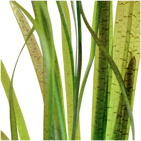 Vallisneria spiralis "Tiger" Nr.7 ca. 30-55 cm - Maxi Zoo Danmark