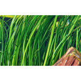Vallisneria spiralis "Tiger" Nr.7 ca. 30-55 cm - Maxi Zoo Danmark