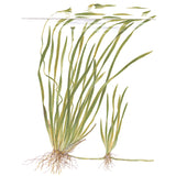 Vallisneria spiralis "Tiger" Nr.7 ca. 30-55 cm - Maxi Zoo Danmark
