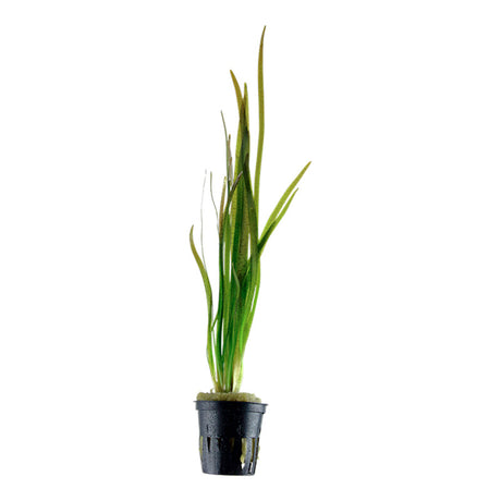 Vallisneria spiralis "Tiger" Nr.7 ca. 30-55 cm - Maxi Zoo Danmark
