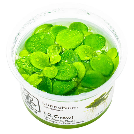 Limnobium laevigatum Nr.8 - Maxi Zoo Danmark