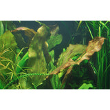 Echinodorus 'Ozelot' Nr.8 ca. 20-40 cm - Maxi Zoo Danmark