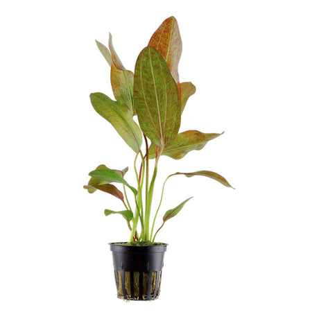 Echinodorus 'Ozelot' Nr.8 ca. 20-40 cm - Maxi Zoo Danmark