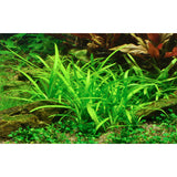 Sagittaria subulata Nr.7 ca. 5-30 cm - Maxi Zoo Danmark