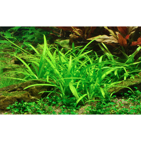 Sagittaria subulata Nr.7 ca. 5-30 cm - Maxi Zoo Danmark
