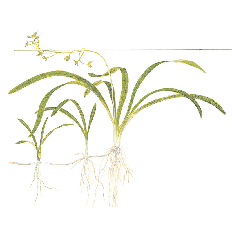 Sagittaria subulata Nr.7 ca. 5-30 cm - Maxi Zoo Danmark