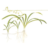 Sagittaria subulata Nr.7 ca. 5-30 cm - Maxi Zoo Danmark