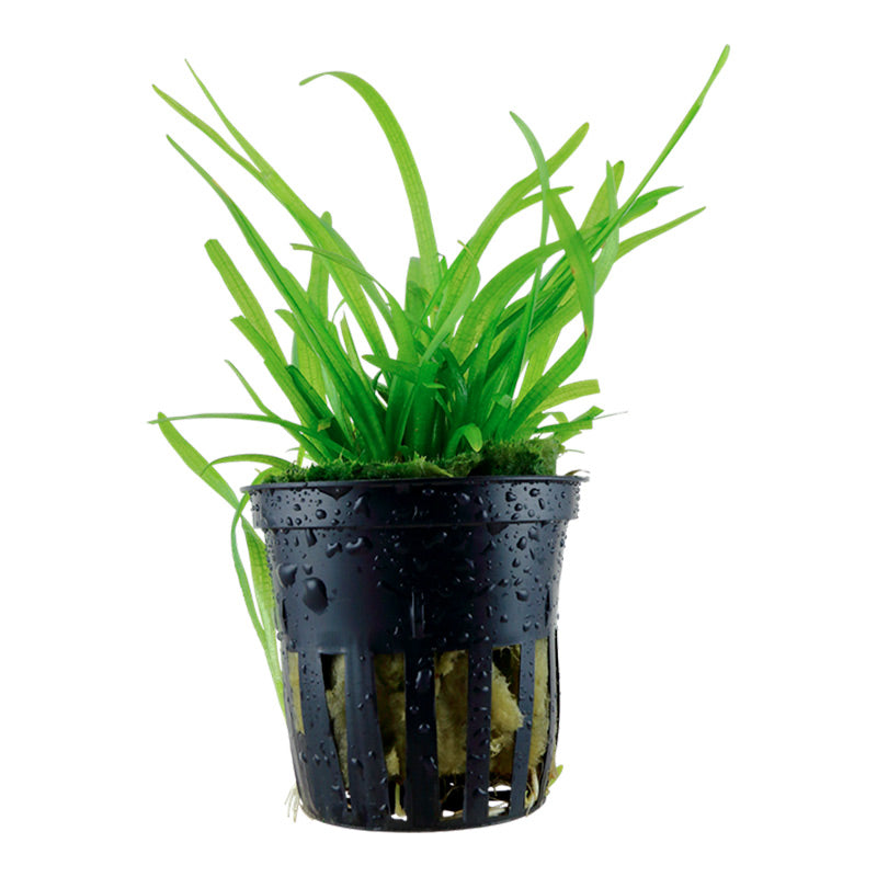 Sagittaria subulata Nr.7 ca. 5-30 cm - Maxi Zoo Danmark