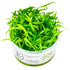 Sagittaria subulata Nr.8 Højde: Ca, 5 - 50 Cm - Maxi Zoo Danmark
