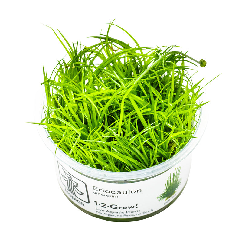Tropica Eriocaulon Cinereum