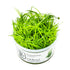 Tropica Eriocaulon Cinereum